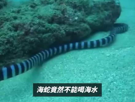 海蛇竟然不能喝海水?那它们渴了怎么办?海洋生物真奇怪 #海蛇 #海洋 #海水 #海洋动物 #海底世界 #科普