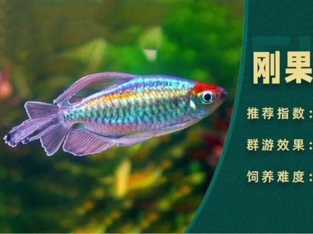 群游效果最佳的热带鱼推荐,本期推荐的是刚果扯旗鱼#热带鱼 #观赏鱼 #群游效果最好的鱼