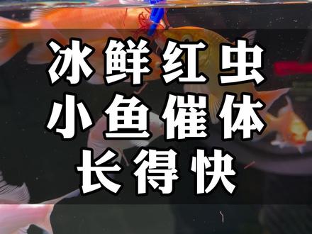 小蝴蝶鲤喂红虫催体,营养高吸收好,成长的变化太快了#蝴蝶鲤怎么养 #红虫 #鱼粮 #养鱼日记