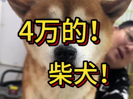价值4万的柴犬!你见过么?