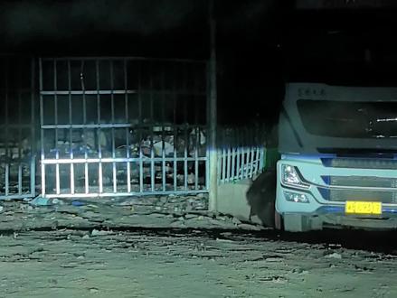 事实证明西藏成年棕熊打不过成年牦牛🥲🥵#西藏 #棕熊