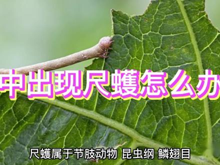 家中出现尺蠖怎么办? #昆虫 #生命的力量 #科普一下 #观察昆虫 #虫子