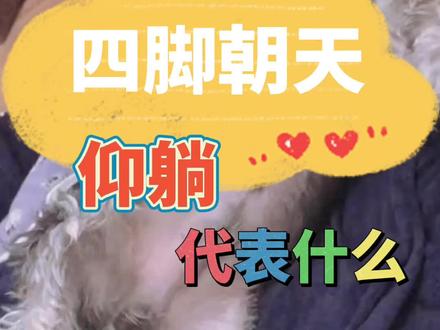 狗狗四脚朝天仰躺好像要你给她按摩是什么意思呢?#家有萌宠 #宠物#宠物狗#抖音小助手