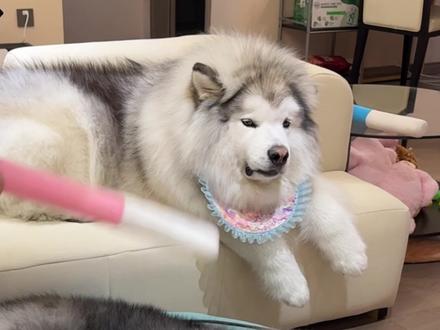 他爹因为执念买了一只哈士奇..送我!多大仇 #阿拉斯加 #二哈 #奶凶奶凶的#king魔方关节胶