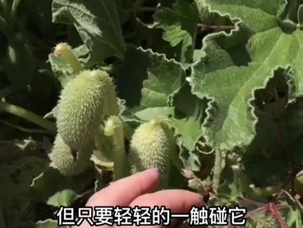 有趣的植物 豌豆射手很写实