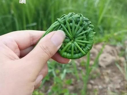 灯芯草编 此法可编成杯垫,筐子,花瓶,各种工艺品#草编