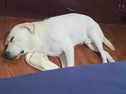 小狗说梦话,可爱可爱#拉布拉多#萌宠出道计划#樊土豆日常