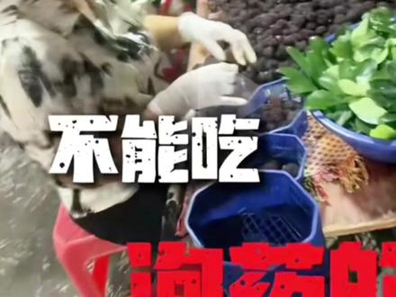 杨梅泡药,孕妇还能吃吗?医生说实话 福建个别杨梅违规添加,备孕怀孕姐妹别慌!正规杨梅放心吃,警惕“泡药”杨梅(异常鲜亮、甜到发苦)。违法添加剂脱氢乙酸钠、甜蜜素可能影响胎儿,孕妇应严格避免。安全吃法:选正规、盐水泡、流水洗。已吃少量停食观察即可。收藏转发,科学饮食。#杨梅 #脱氢乙酸钠 #孕妇饮食 #食品安全 #备孕