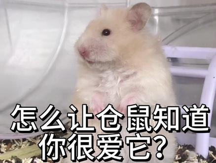 怎么让仓鼠知道你很爱它?#养鼠日记#金丝熊#养鼠知识科普