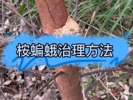 树干有粪包?可能是桉蝙蛾,桉蝙蛾的防治方法来了,一学就会#桉树种植 #广桉糖蜜喷浆桉树肥 #病虫害防治 #桉树管理 #桉蝙蛾