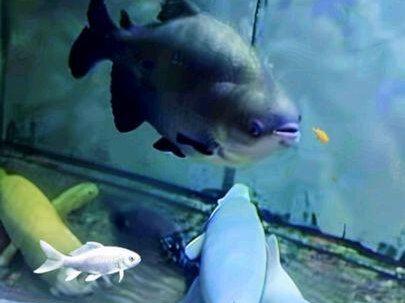 特此说明,保释时间为三十分钟,我写错了#刀疤鲤 #创作者中心 #创作灵感 #暖心阿哲 #动物的迷惑行为