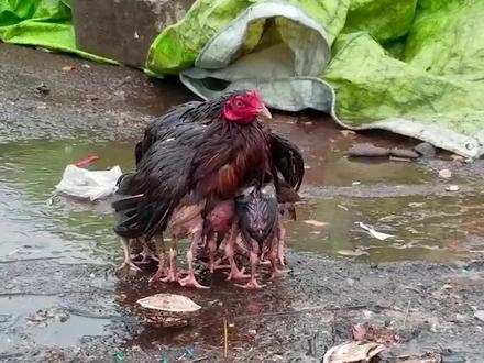 鸟妈妈为养活5只幼鸟,不惜吃掉幼鸟的粪便,监控记录感人一幕 #母爱伟大 #喂养 #猎奇 #奇闻趣事 #动物世界