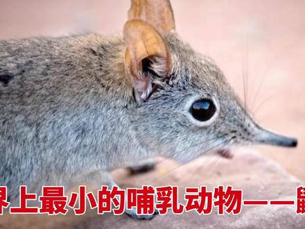 世界上最小的“猛兽”,《疯狂动物城》里的黑帮老大,用生命干饭的鼩鼱#动物科普 #神奇动物 #动物百科 #鼩鼱 #野生动物