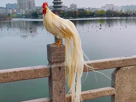 分享三十九种身价不菲的动物,看看你见过几种?#牛 #大鹅 #宠物 #观赏鸡 抖音看世界