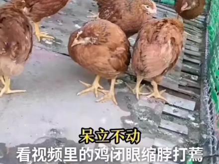 鸡群闭眼炸毛,缩头缩脑,翅膀下垂,趴地不起,拉黄白粪便是什么原因?#每天分享养殖技术和经验 #每天分享养殖小知识 #科学养鸡 #禽病防治
