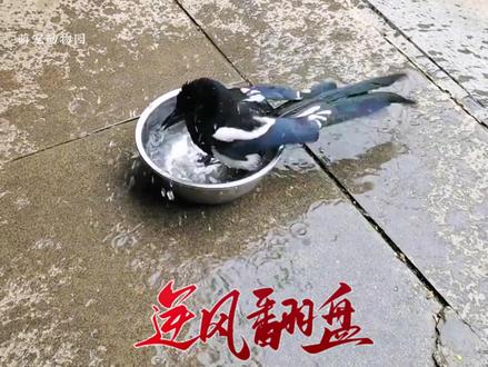 小哥清除高压线铁塔上鸟巢,并主动帮喜鹊选地方做窝,竟叼来百元大钞感谢 #万物皆有灵性 #救助动物 #动物的迷惑行为 #喜鹊 #神奇动物在抖音 @DOU+小助手 @抖音小助手 @DOU+上热门