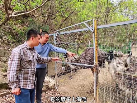 你见过鸸鹋吗?有点像鸵鸟,养殖鸸鹋是一种什么样的体验?它的身上藏着什么样的财富密码?今天跟随年轻帅气的大哥,了解鸸鹋养殖。#农村生活
