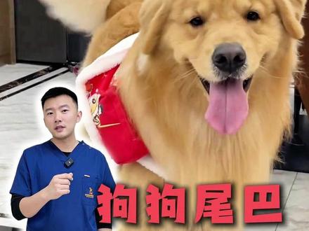 小狗尾巴会说话,摇摇晃晃就能表达想法 #狗狗尾巴 #小狗狗能有什么坏心思 #狗狗的迷惑行为