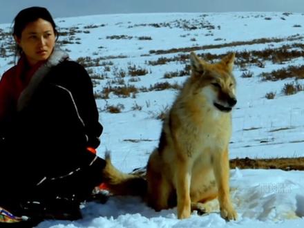 李微漪是一位动物画家和环保主义者,她因与狼崽格林的感人故事而闻名。
出生于四川,成长在一个自由的家庭环境中。
职业是画家,专注于动物绘画。
性格鲜明,对大自然的生命和景物有敏锐的感知。
亦风,原是李微漪恋人,因为在草原两个人受到盗猎人的恐吓追击,甚至有可能丧失生命的危险,亦风选择了丢下李微漪逃跑,虽然过后也道歉了,经过这件事,李微漪选择了分手,她说在那种情况下,谁都没错,只觉得他不适合做恋人,只能做朋友!亦风是一名职业摄影师,与画家李微漪是四川老乡,也是最后共同完成《重返狼群》的搭档与知己。
他以导演和摄像师的视角,记录并帮助李微漪将小狼格林送归草原。
贡献: 他拍摄了近1700小时的素材,并花费约7年时间剪辑成纪录片《重返狼群》。
理念: 他希望通过影片唤起公众对建立中国首个野生狼保护区的关注。2010年春天,李微漪在若尔盖草原发现并救回一只落难的狼崽,取名为“格林”。
为了让格林重返荒野,她陪伴它回到草原,经历了许多困难和挑战。
在草原上安营扎寨半年,帮助格林野化。
最终,格林成为世界上第一匹由人类抚养长大又成功重返狼群的狼。#动物也有爱 #格林