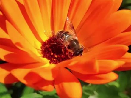 如何描写蜜蜂呢?看学霸是怎么写的吧#小学作文 #蜜蜂