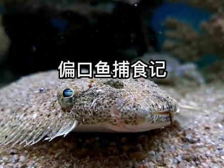 偏口鱼捕食记#海洋生物科普 #偏口鱼捕食 ##奇异动物召集令