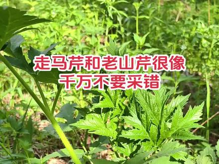 #山芹菜 #老山芹 #老桑芹 #野菜 #大自然的馈赠 @火山小灿老师 @火山小助手