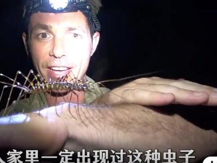 你见过它但你叫不上它 它在你家默默干了好几年,你连它叫什么都不知道 #蚰蜒 #昆虫世界