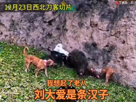 大爱成长篇#西北刀客刘大爱 #西北刀客公益护农 #西北刀客 @西北刀客-公益护农 @西北刀客-吴队 @西北刀客-机油手 @西北刀客-徐晒晒