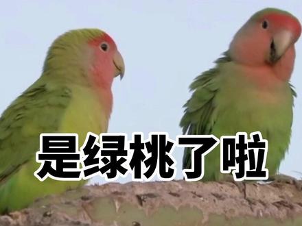 你好#绿桃鹦鹉 好久不见!作为合法的面类#牡丹鹦鹉 老祖宗 继续开始你的表演吧#萌宠