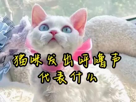 #猫咪发出呼噜声代表什么“呼噜声”的8大含义,你知道几个?不知道各位铲屎官有没有发现,猫咪经常发出咕噜咕噜声,猫咪发出咕噜声是想表达什么意思呢#宠物知识 #宠物科普 #萌宠 #猫咪
.