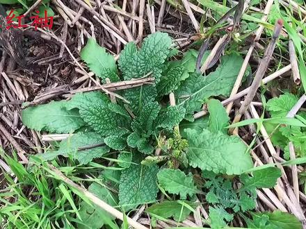 你的家乡也有这种植物吗 ,纯天然绿色食品