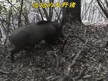 大野猪挣脱钢丝逃跑 #户外 #野猪 #野生动物 #捕猎现场