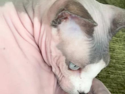 挤黑头后续来了、发个原声版的#斯芬克斯无毛猫 #挤黑头解压