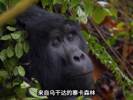 汉坦病毒:从朝鲜战场到澳洲海滩,这个致命病毒为何叫_汉坦_?