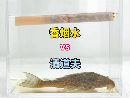 把清道夫丢进香烟水里!会发生什么事?#清道夫 #蚂蟥 #香烟的危害