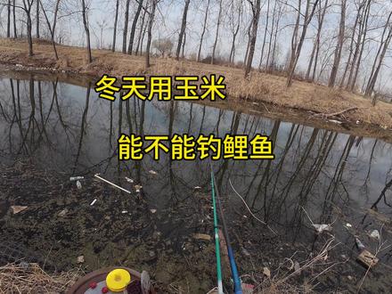 冬天玉米能不能钓鲤鱼?最终还是鲫鱼扛下了所有#钓鱼人就是这么疯狂 #钓鱼人 #野钓
