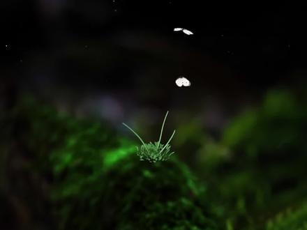 《无题》(清·曾国藩)领读版 #二十四节气小满 #最美诗词 #朗诵 花未全开月未圆,半山微醉尽余欢;何须多虑盈亏事,终归小满胜万全。@DOU+小助手 @DOU+上热门 #人生是一场修行