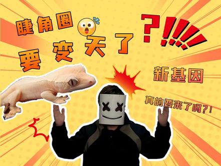 什么!!!睫角守宫要变天了吗?新基因来袭!? 什么!!!睫角守宫要变天了吗?新基因来袭!?#睫角 #爬宠 #科普 #拍个爬 #宠物 #基因