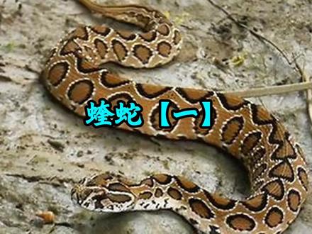 致命毒蛇:蝰蛇#保护野生动物 #动物科普 #动物世界精彩瞬间