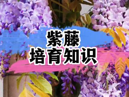 紫藤花养殖知识分享 #紫藤花 #养花小知识 #分享家庭养花知识