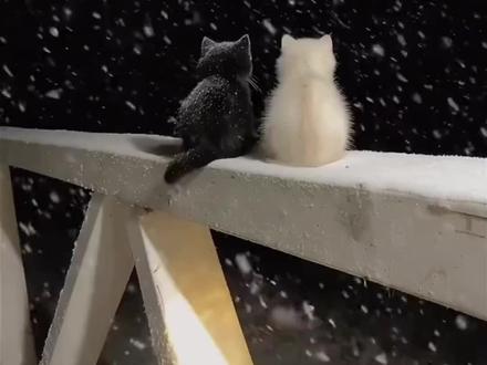 你们都在找的小猫看雪动态背景图教程来了#猫咪#小猫看雪动态背景图#猫生第一次看到雪#动态背景图#背景图 雪地小猫背景图动态自取 小猫看雪壁纸 下雪小猫动态背景 雪天两只猫