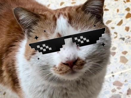 这只橘猫,人脉真广啊!#猫 #流浪猫