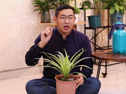 金边吊兰怎么养?园艺师教你,金边吊兰的详细养护技巧#养花