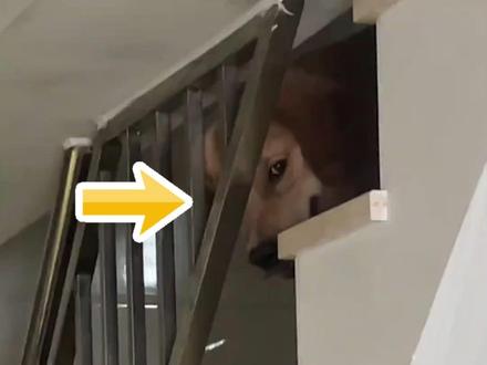 狗半夜看着你笑千万别和它对视#萌宠 #萌宠出道计划 #养狗的乐趣 #养狗经验分享 #狗狗