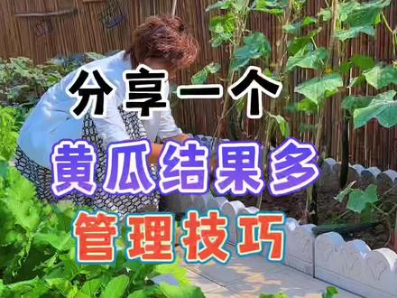 种植黄瓜做好这几步,能让黄瓜长的多又大不容易早衰#黄瓜种植 #种植经验分享 #我家的小菜园 #学种菜 #种植技巧