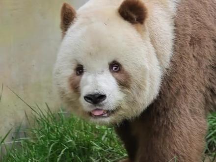 七仔:谁又蛐蛐我?#大熊猫七仔