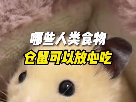 哪些人类食物仓鼠可以放心吃2#养鼠日常分享 #萌宠出道计划 #金丝熊 #鼠鼠我呀 #仓鼠