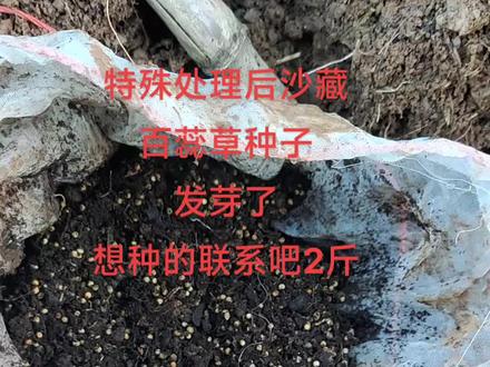 #百蕊草种子#小米草种子 药物处理后沙藏小米草种子有发芽的了