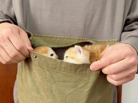 男妈妈的猫咪育儿袋