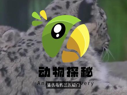 牧民察布与雪豹的故事:重伤母豹三次敲门,托付豹仔给牧民 #花豹 #野生动物 #豹子 #野生动物保护 #猫科动物 #动物世界看人生百态 #保护动物